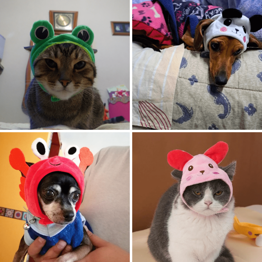 Animal Shaped Cat Hat Cute Pet Costume Headwear for Cats