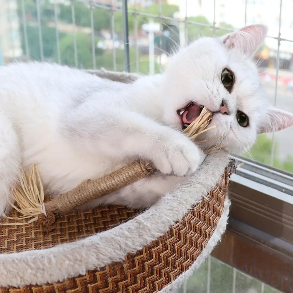 Matatabi Cat Dental Care Natural Oral Hygiene Chew Treats