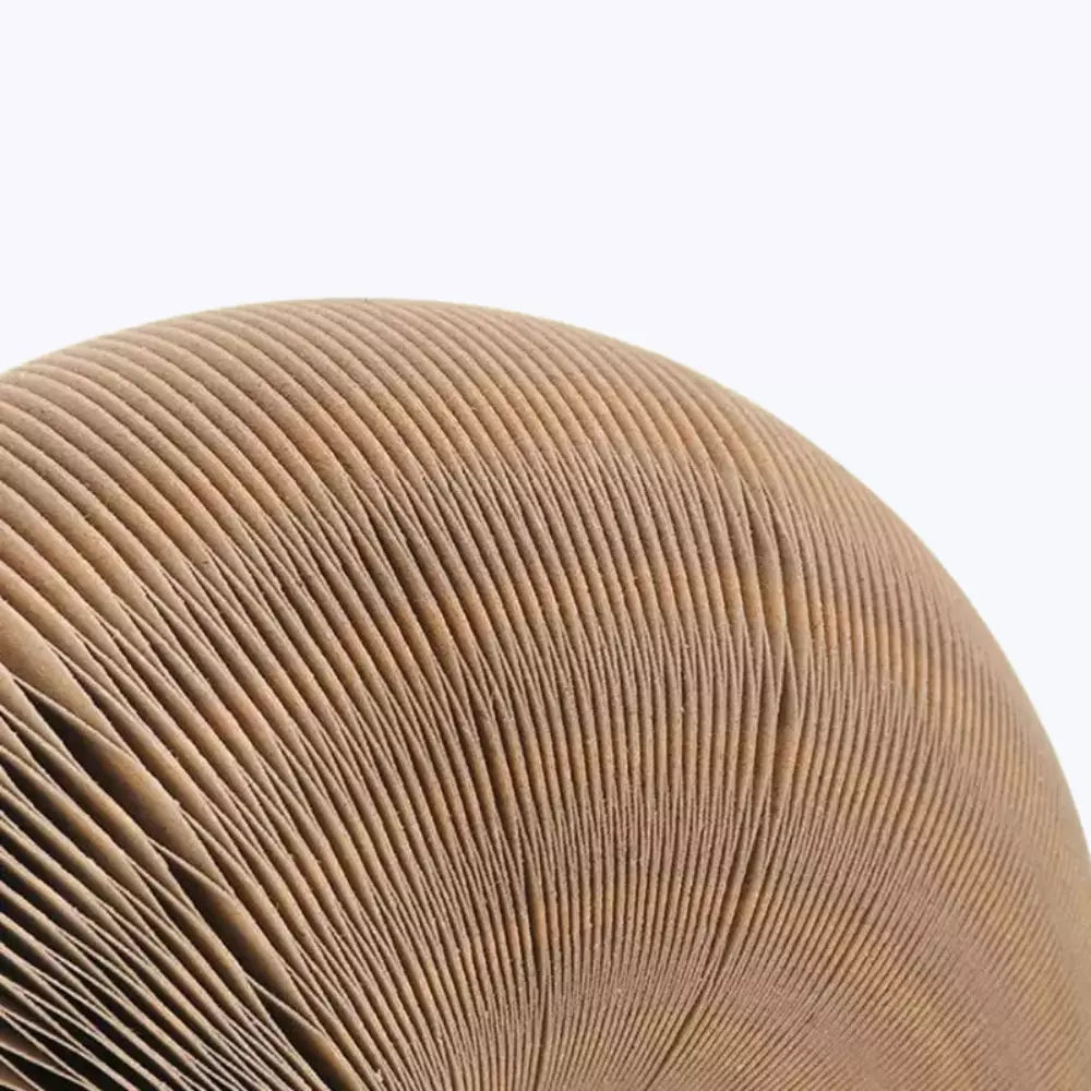 Cat Cardboard Scratching Post
