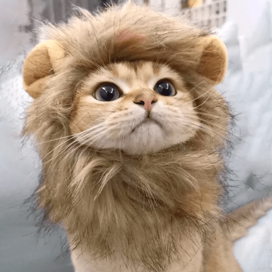 Lion Mane Wig Cat Costume Pet Halloween Dress Up