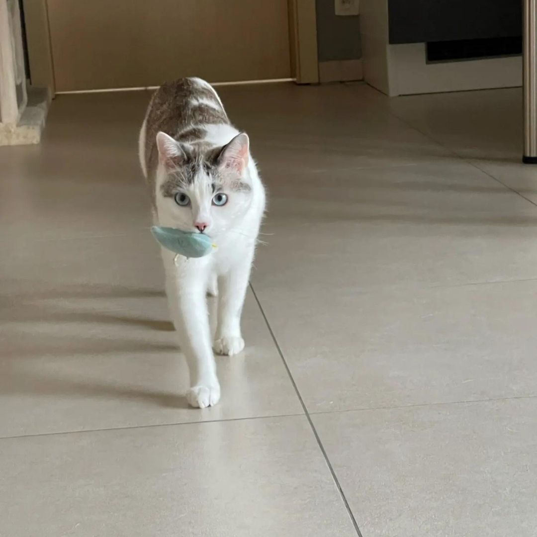 Mini Plush Cat Toys Soft Small Stuffed Animals for Cats
