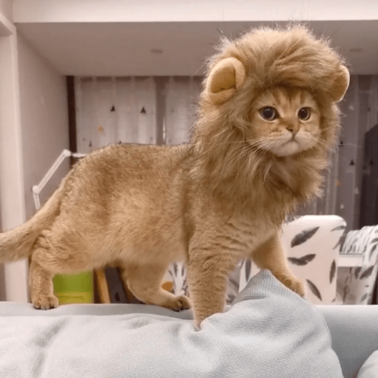 Lion Mane Wig Cat Costume Pet Halloween Dress Up