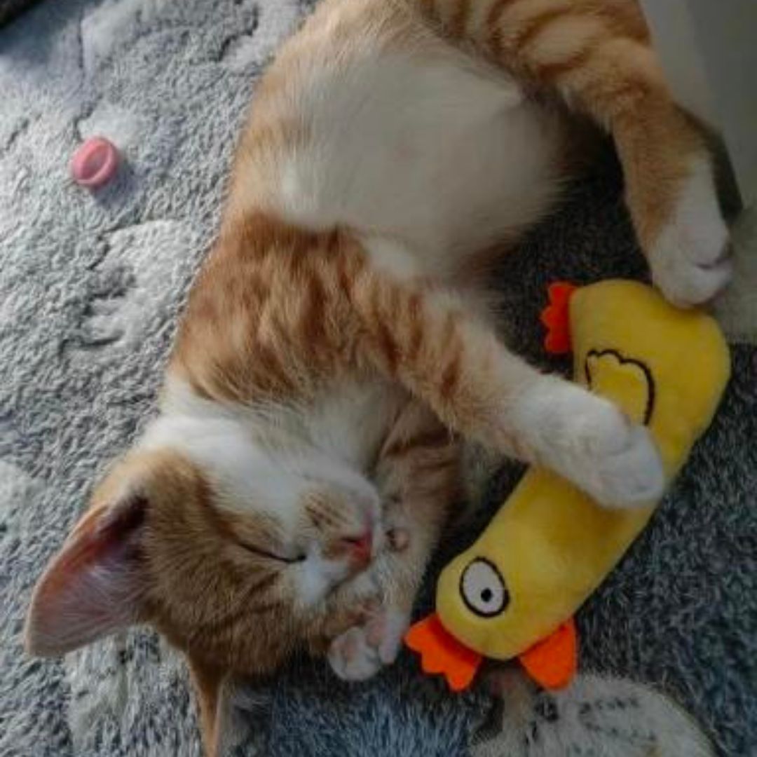 Mini Plush Cat Toys Soft Small Stuffed Animals for Cats