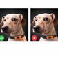 Dog Paw Pattern Anti Bark Collar for Dogs Barking Control