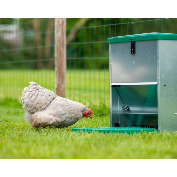 Adjustable Automatic Chicken Feeder with Pest Proof Design 5kg Capacity