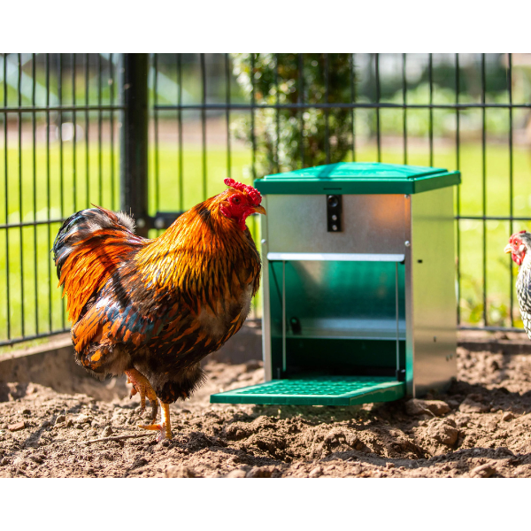 Adjustable Automatic Chicken Feeder with Pest Proof Design 5kg Capacity