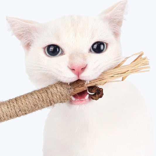 Matatabi Cat Dental Care Natural Oral Hygiene Chew Treats