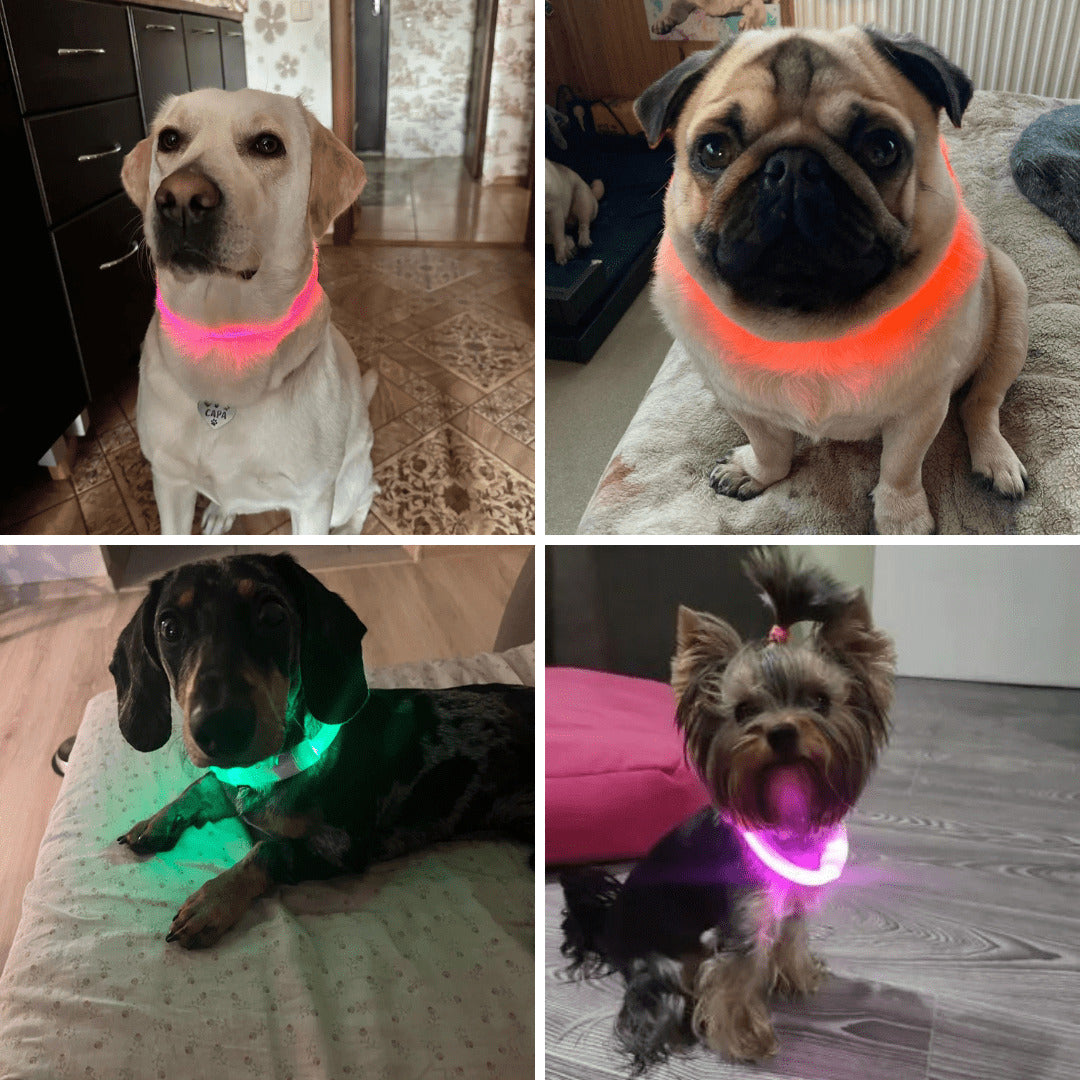 LED Dog Collar Rechargeable Light Up Safety Collar for Dogs