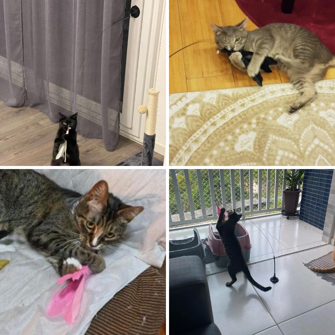 Cat Fishing Toy with Suction Cup Interactive Cat Wand Toy for Cats