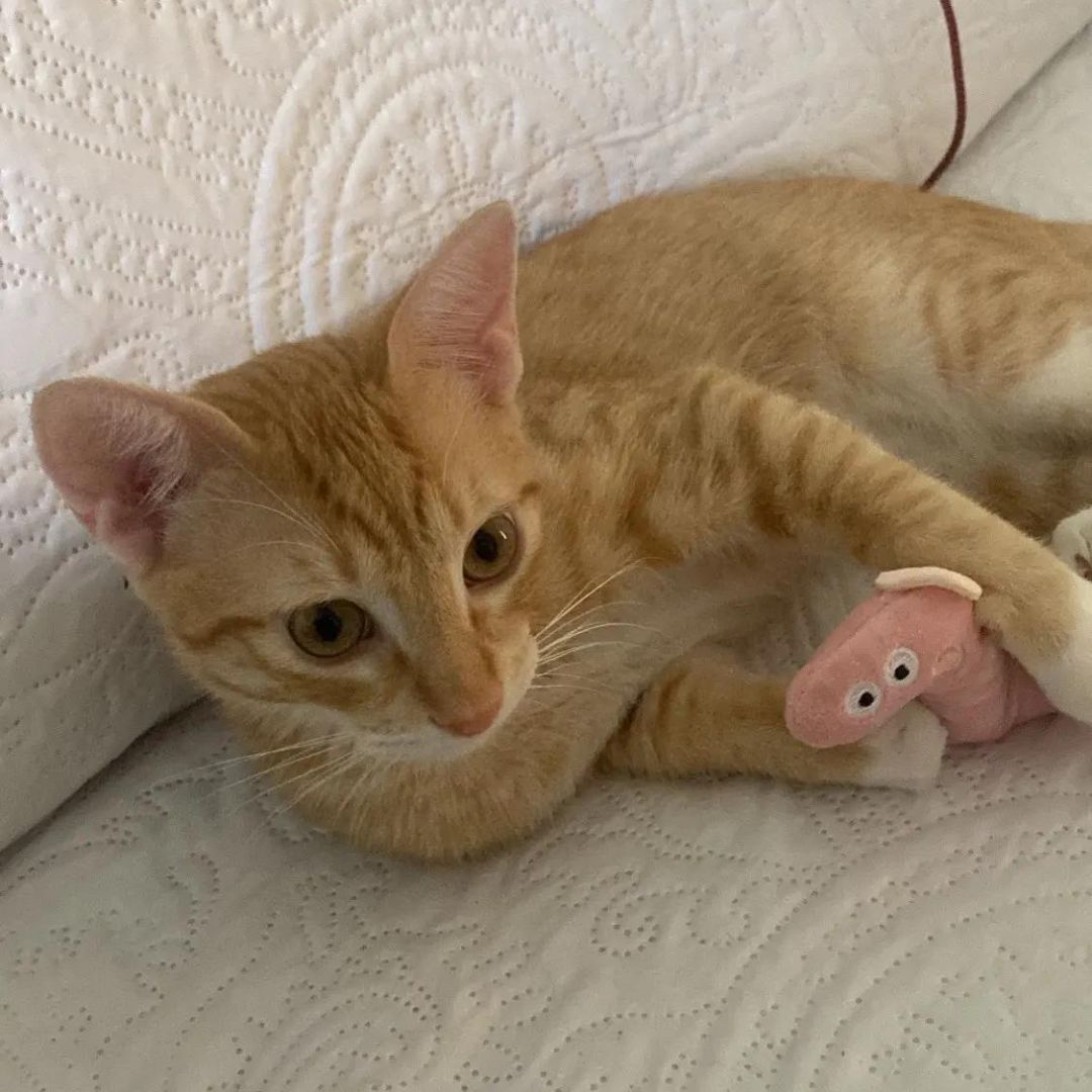 Mini Plush Cat Toys Soft Small Stuffed Animals for Cats