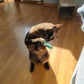 Mini Plush Cat Toys Soft Small Stuffed Animals for Cats