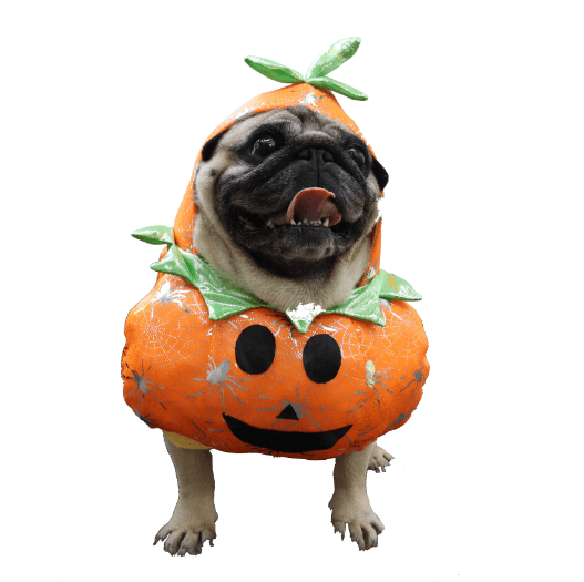 Pumpkin Costume for Cats and Dogs Pet Halloween Outfit